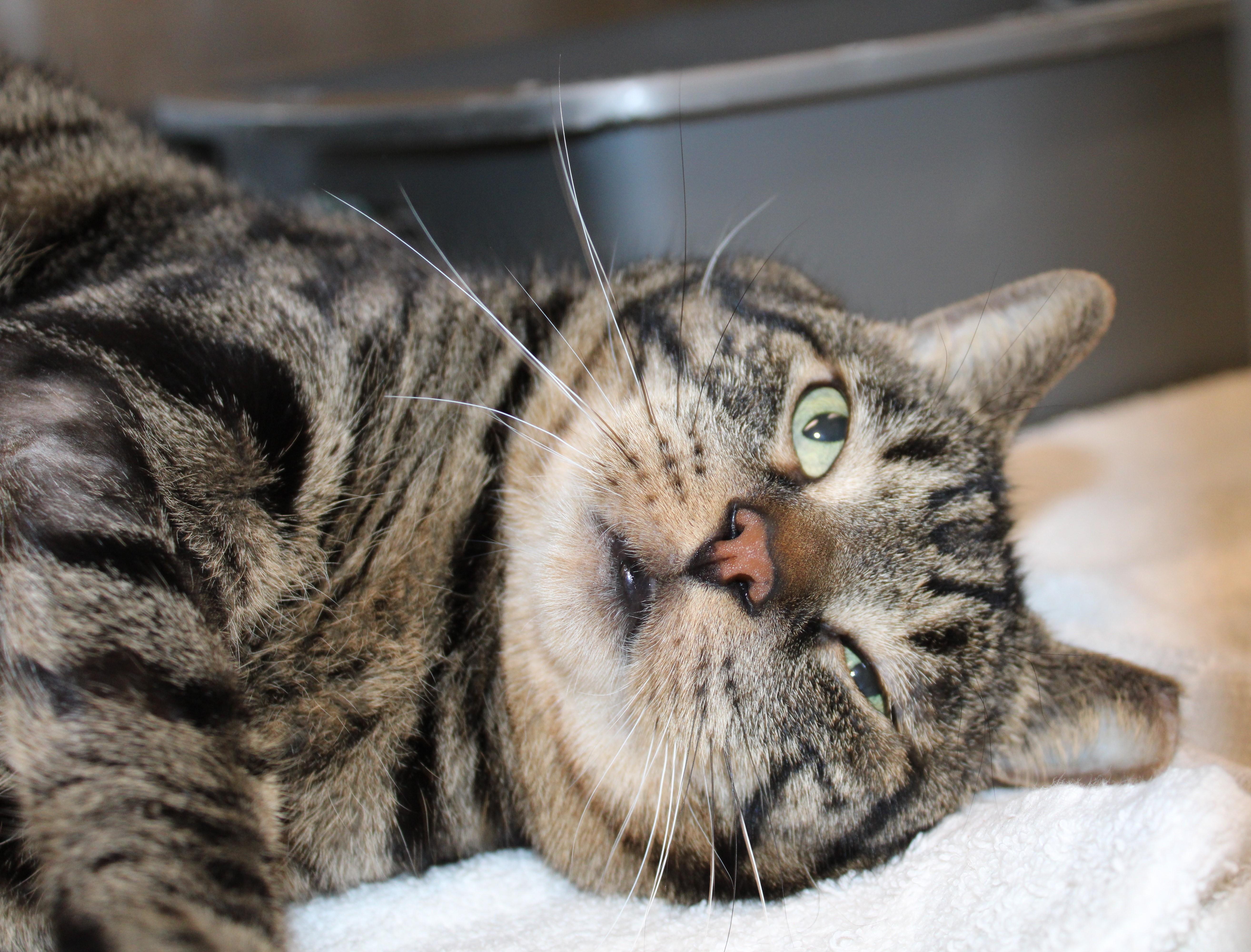 Enlarge Tiggs, an adoptable Domestic Short Hair in Mississauga, ON image 4/5