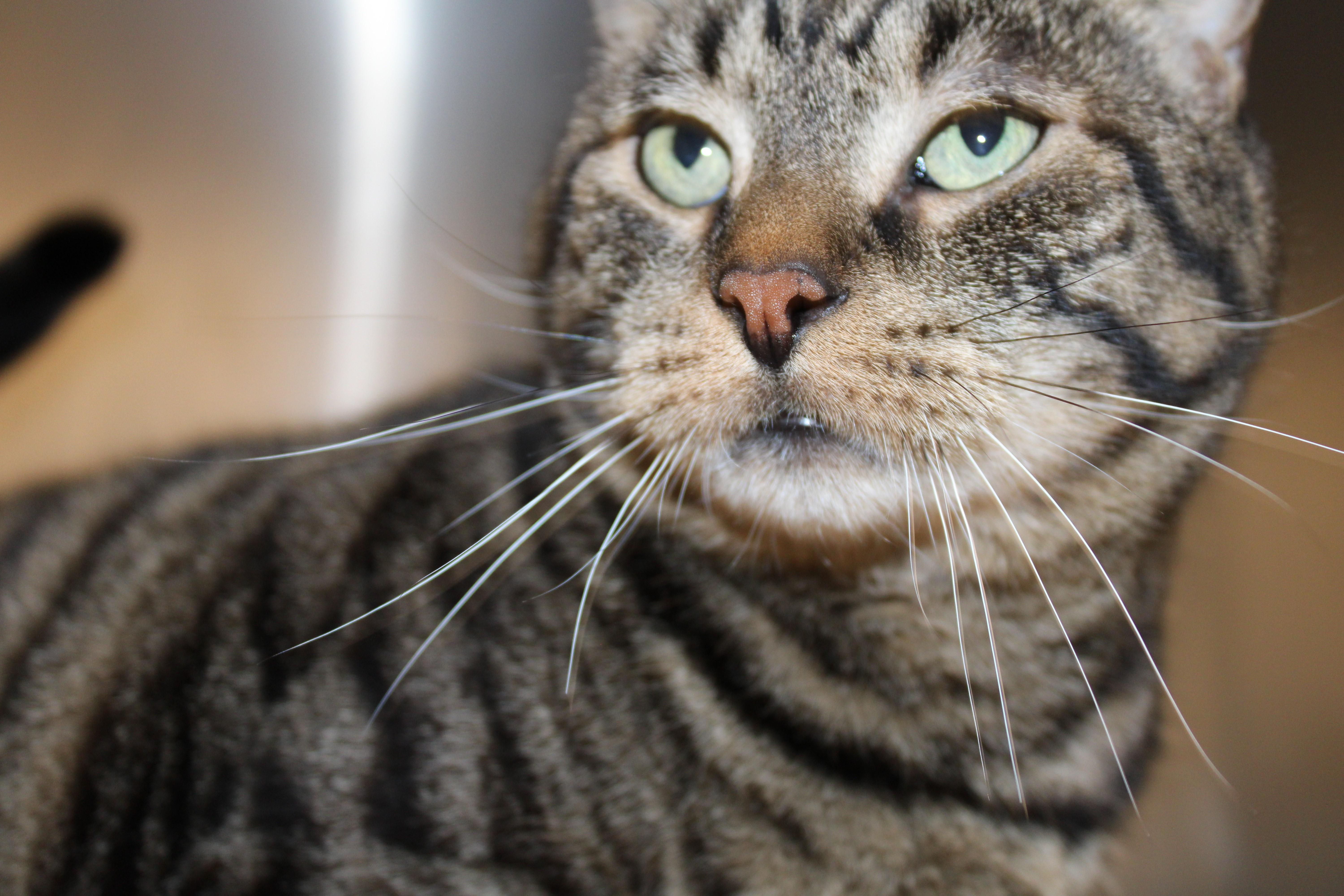 Enlarge Tiggs, an adoptable Domestic Short Hair in Mississauga, ON image 5/5