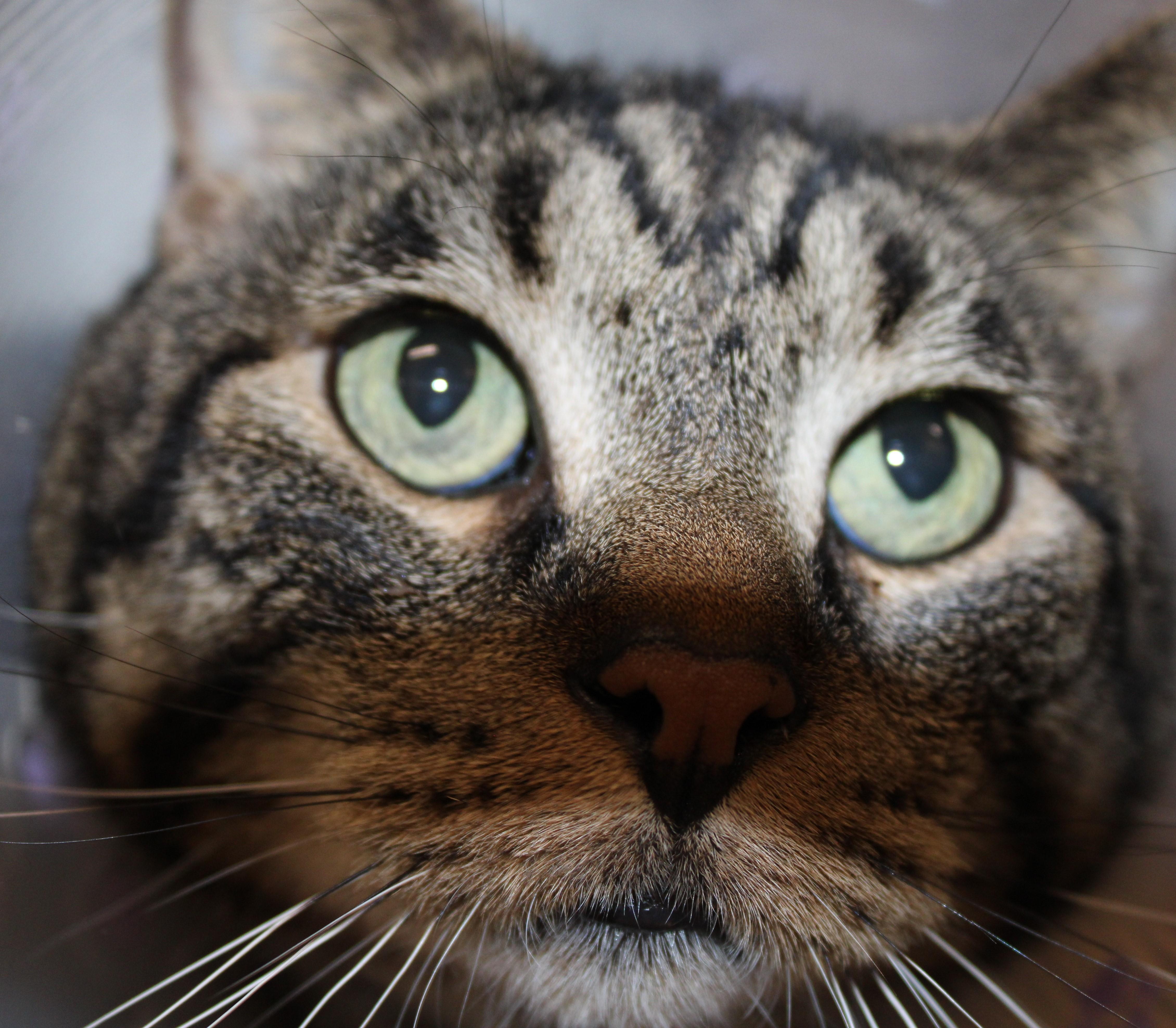 Enlarge Tiggs, an adoptable Domestic Short Hair in Mississauga, ON image 3/5
