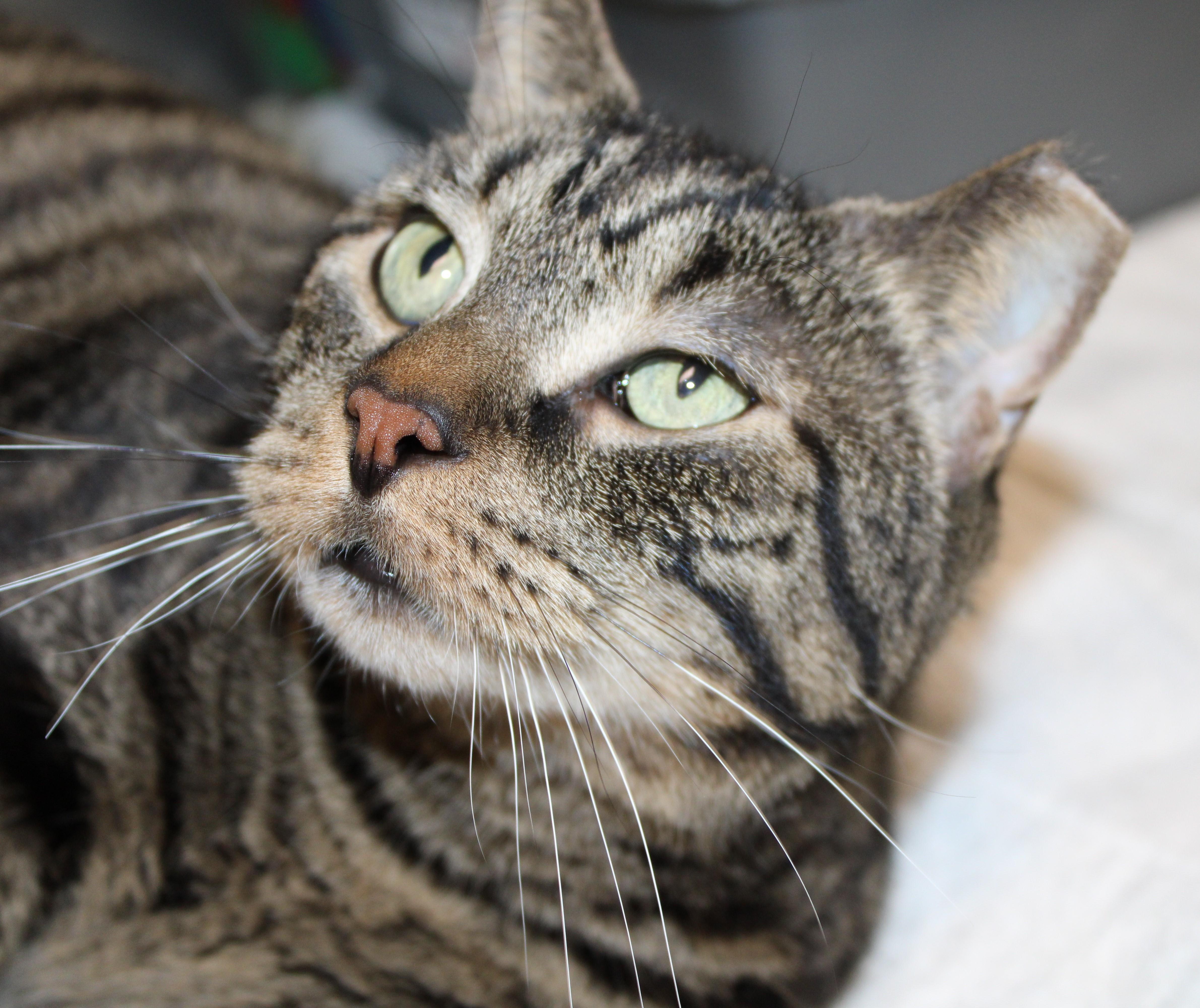 Tiggs, adoptable, Adult Male Domestic Short Hair.
