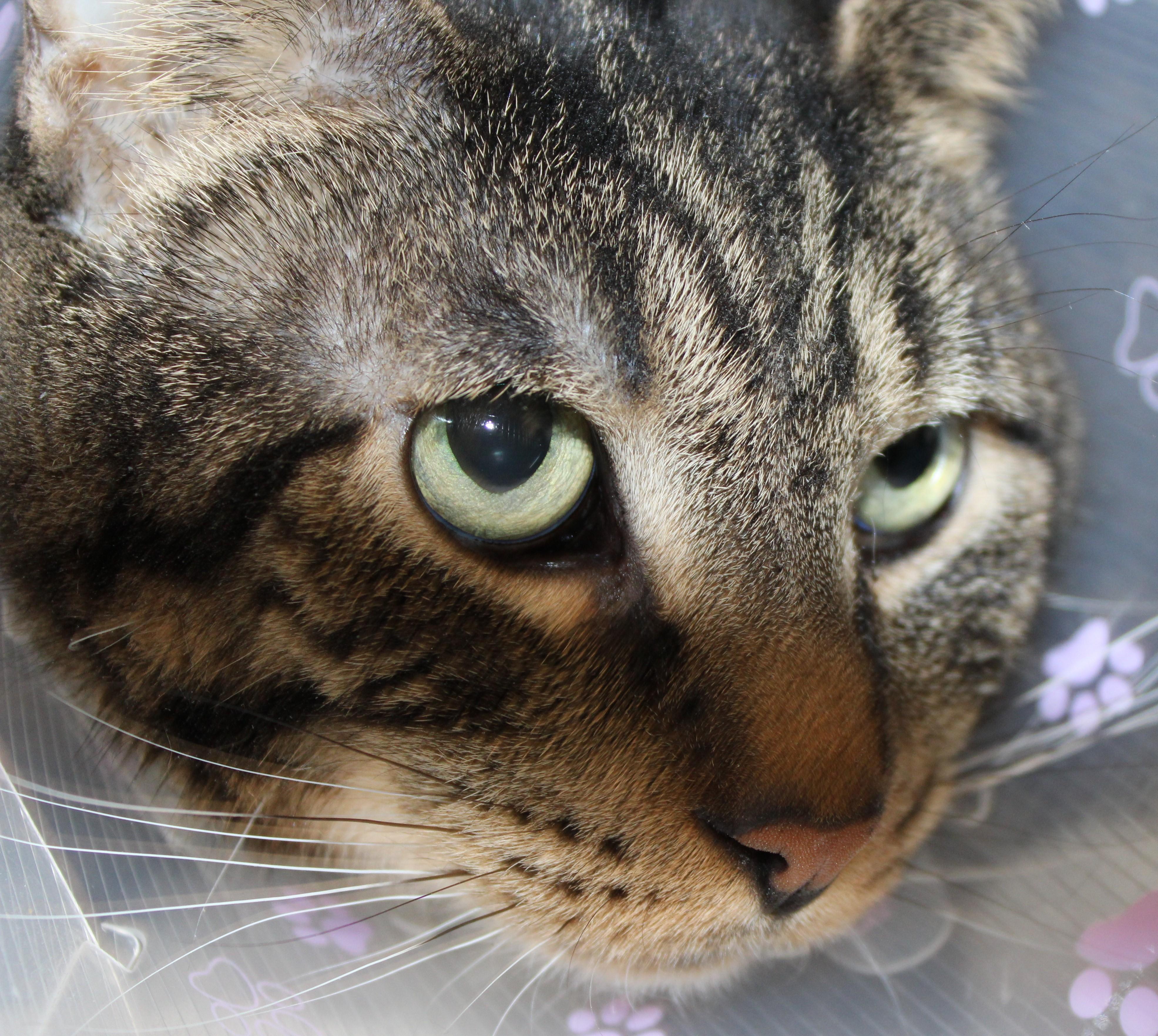Enlarge Tiggs, an adoptable Domestic Short Hair in Mississauga, ON image 2/5