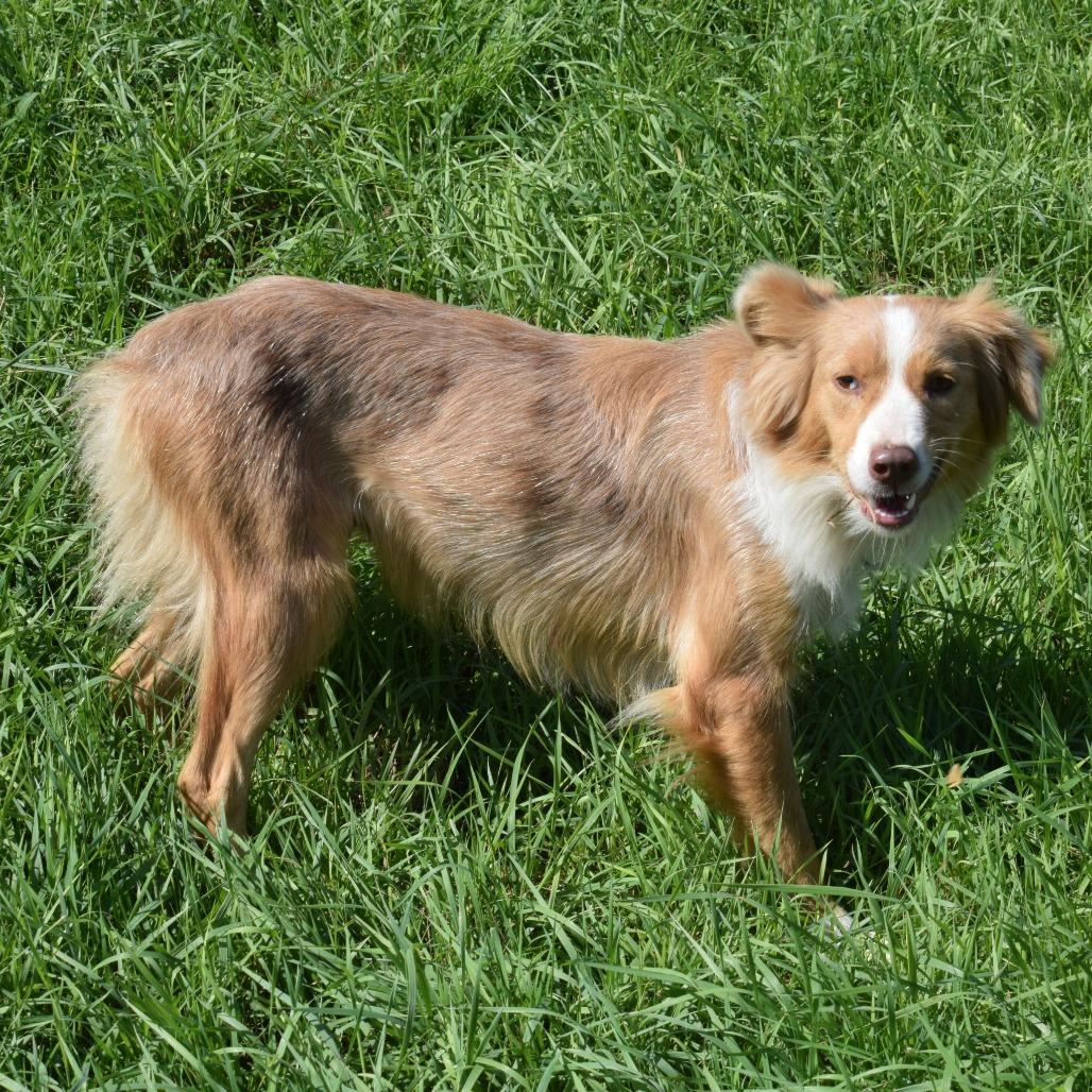 Enlarge Delilah, a Adoptable Cattle Dog in Albert Lea, MN image 1/6