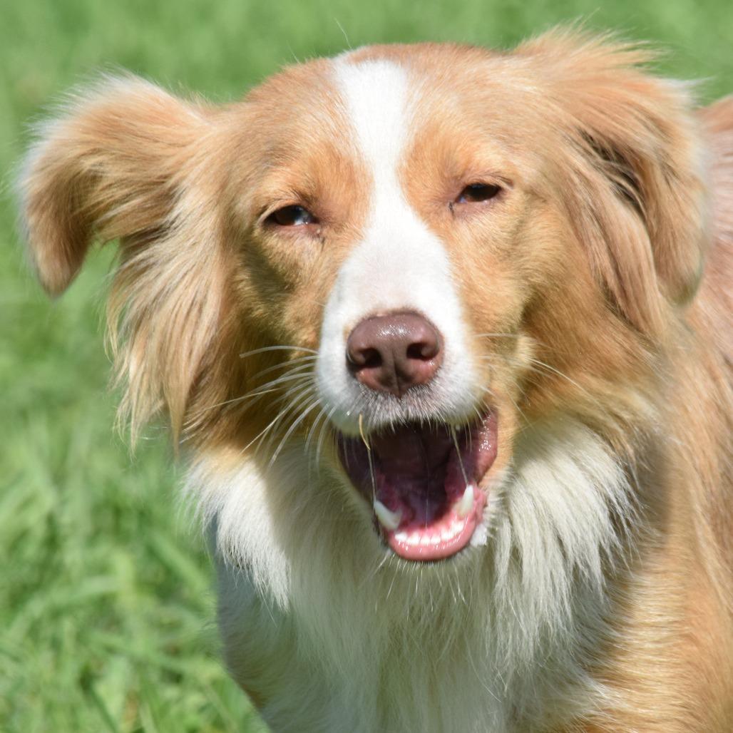 Enlarge Delilah, a Adoptable Cattle Dog in Albert Lea, MN image 2/6
