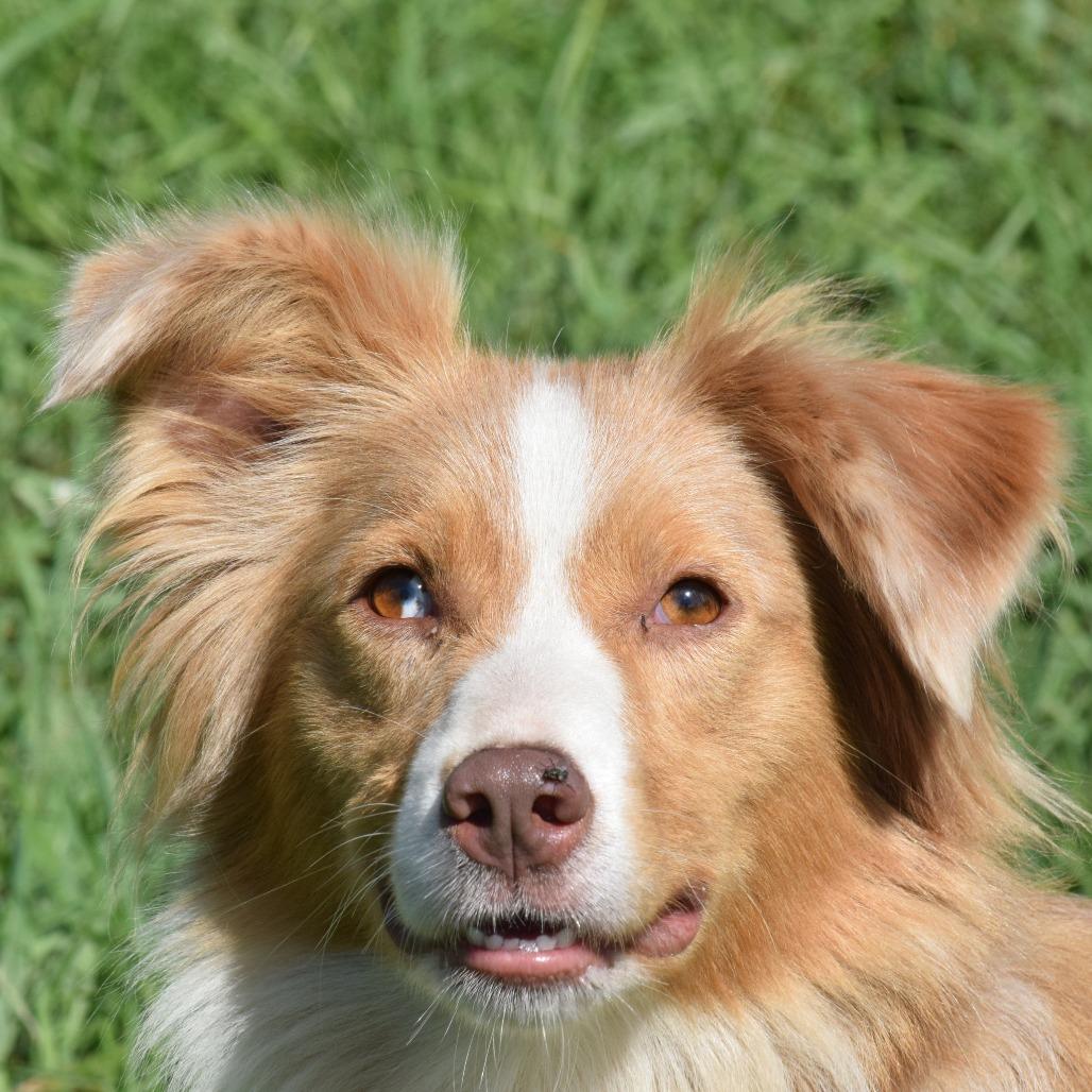 Enlarge Delilah, a Adoptable Cattle Dog in Albert Lea, MN image 3/6