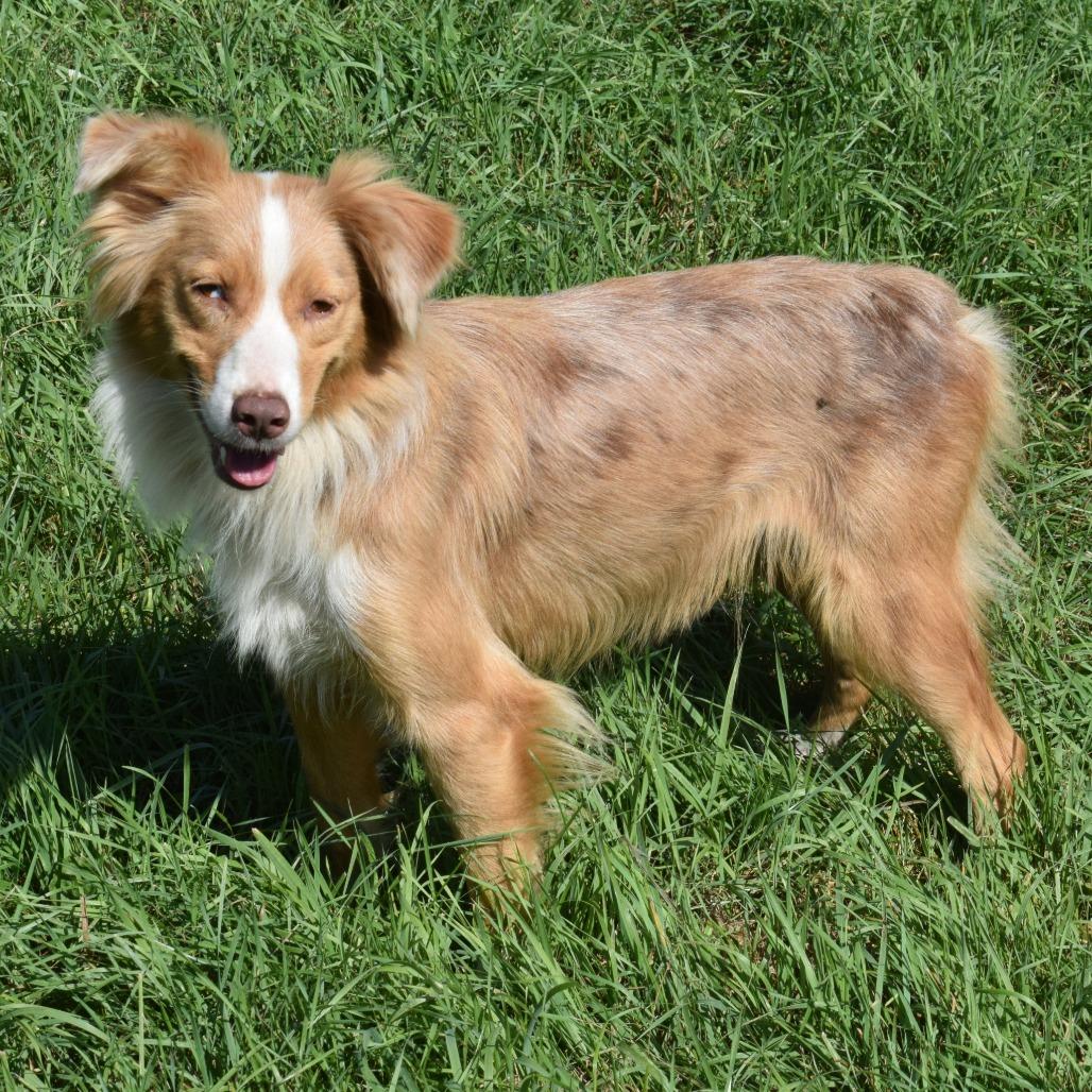 Enlarge Delilah, a Adoptable Cattle Dog in Albert Lea, MN image 4/6