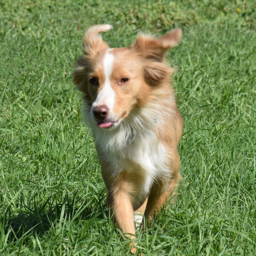 Enlarge Delilah, a Adoptable Cattle Dog in Albert Lea, MN image 5/6