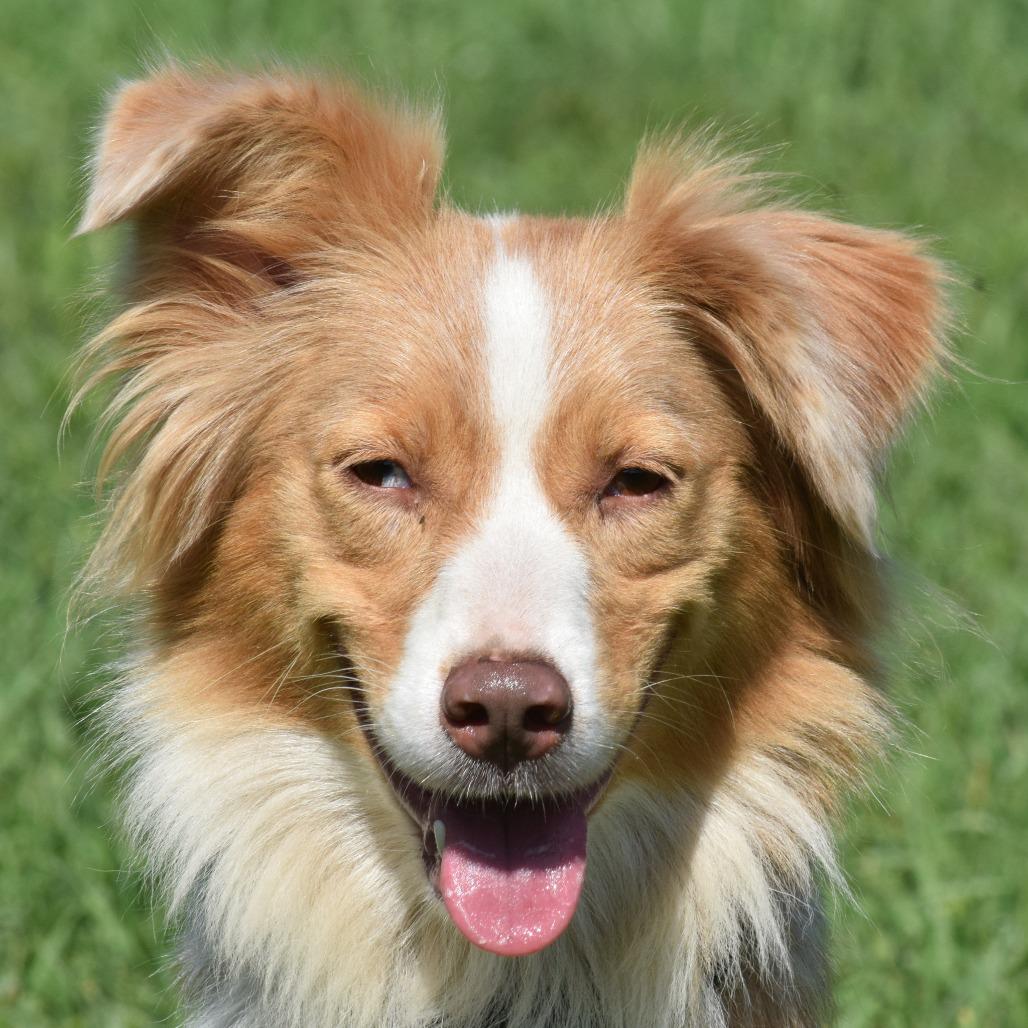 Enlarge Delilah, a Adoptable Cattle Dog in Albert Lea, MN image 6/6