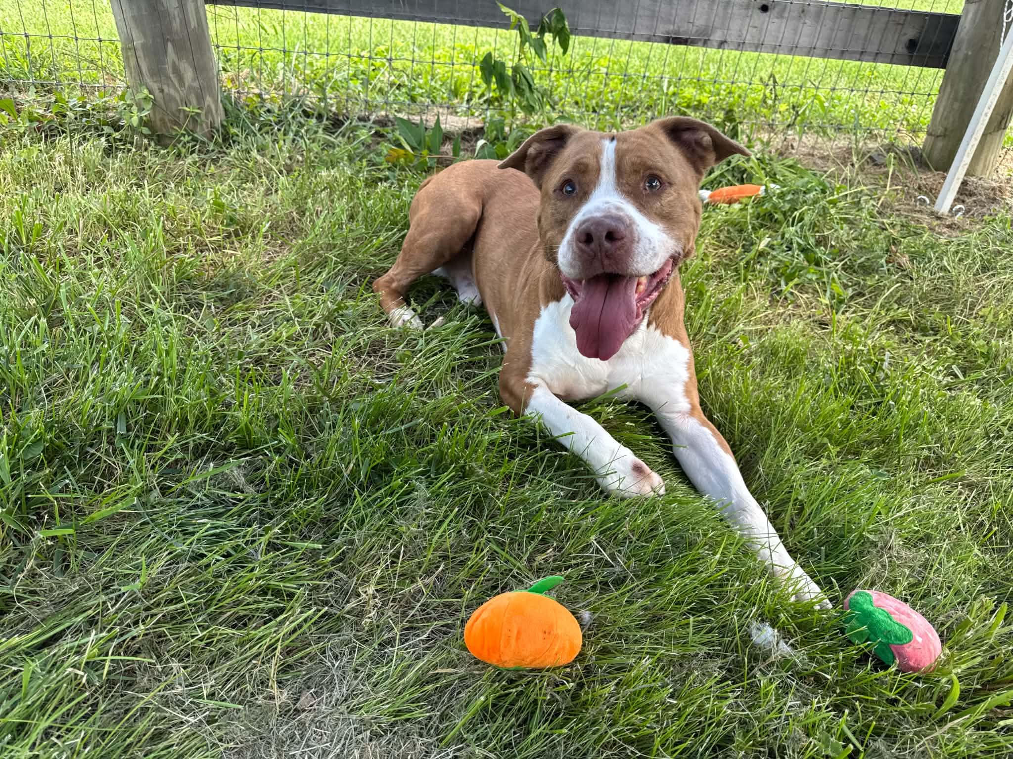 Enlarge Crash, a Adoptable mixed breed in Shelbyville, KY image 2/4