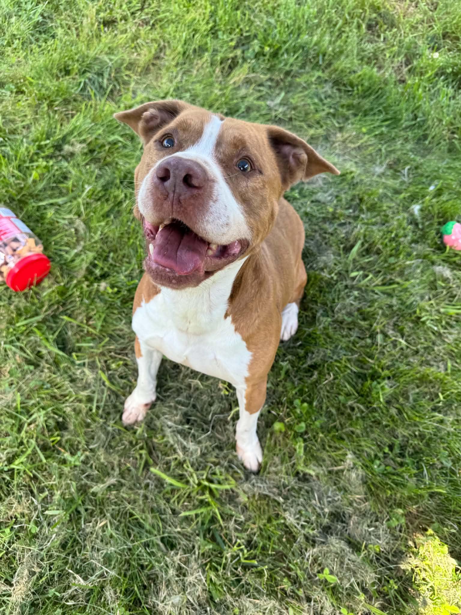 Enlarge Crash, a Adoptable mixed breed in Shelbyville, KY image 3/4