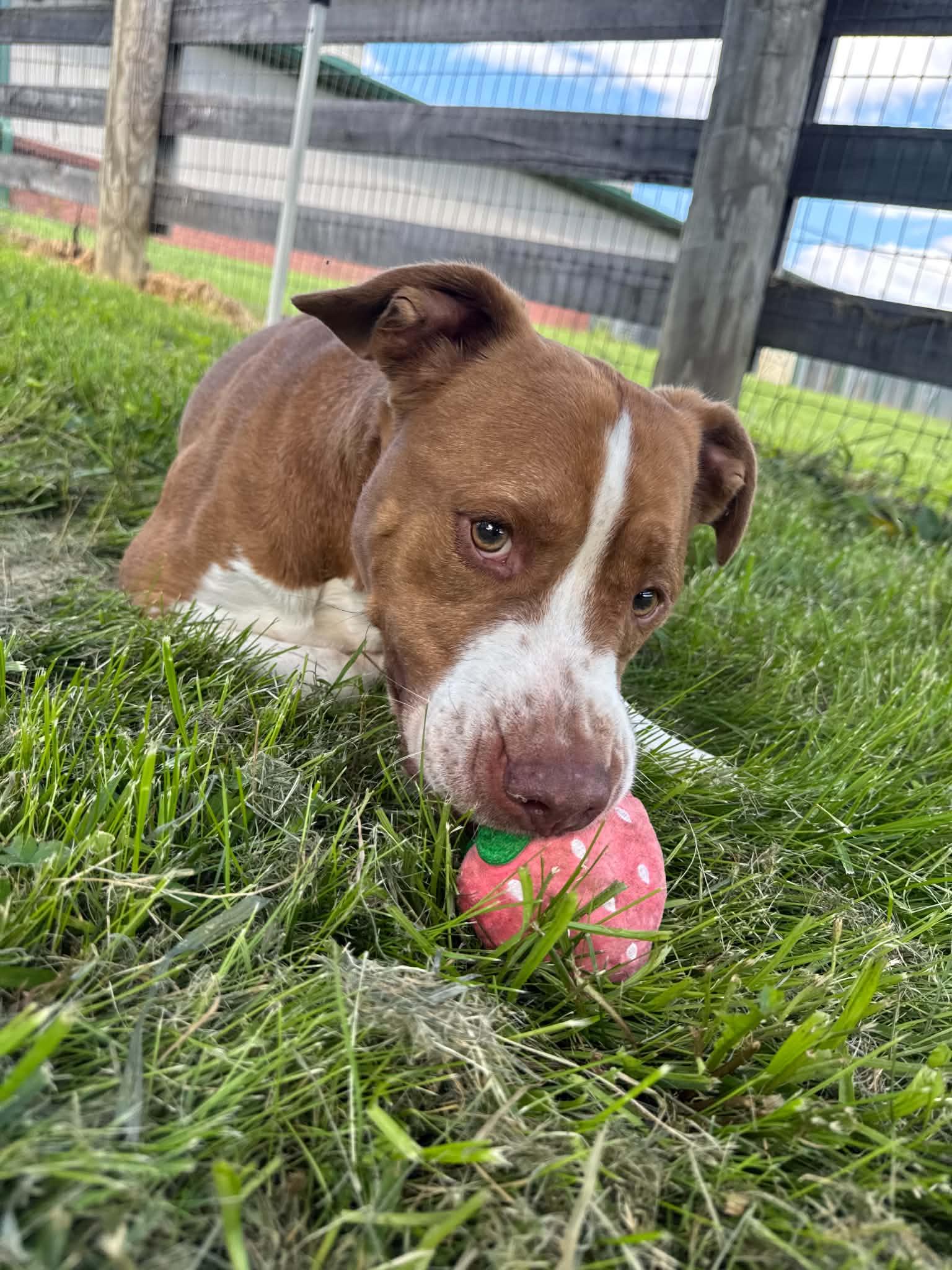 Enlarge Crash, a Adoptable mixed breed in Shelbyville, KY image 4/4
