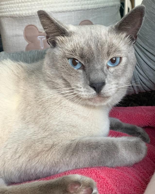Enlarge Sky, an adopted Siamese in Mission Hills, CA image 5/5