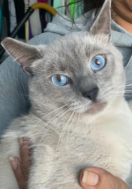 Enlarge Sky, an adopted Siamese in Mission Hills, CA image 2/5
