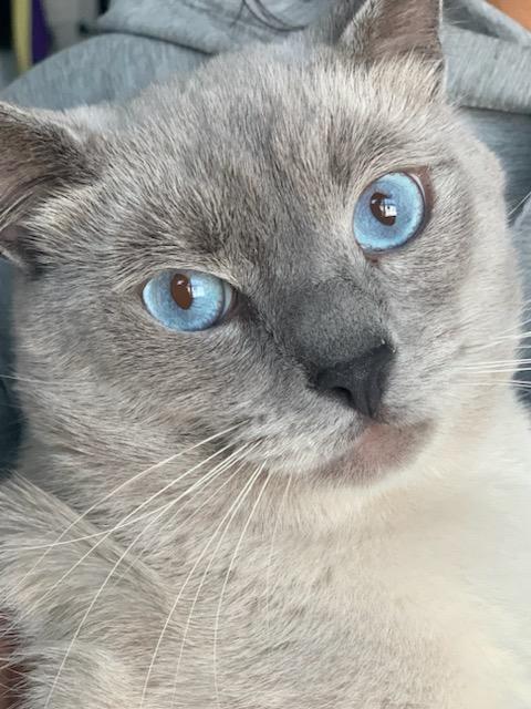Enlarge Sky, an adopted Siamese in Mission Hills, CA image 1/5