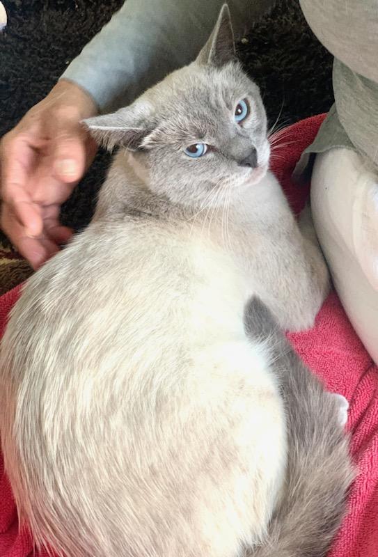 Enlarge Sky, an adopted Siamese in Mission Hills, CA image 3/5