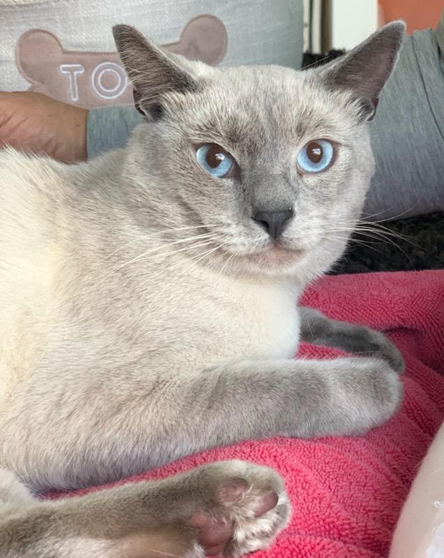 Enlarge Sky, an adopted Siamese in Mission Hills, CA image 4/5