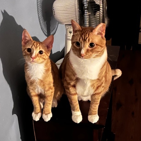 Enlarge FREDDY, a Adoptable Tabby in Flint, TX image 4/4