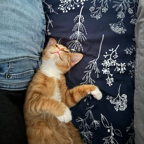 Enlarge FREDDY, a Adoptable Tabby in Flint, TX image 2/4