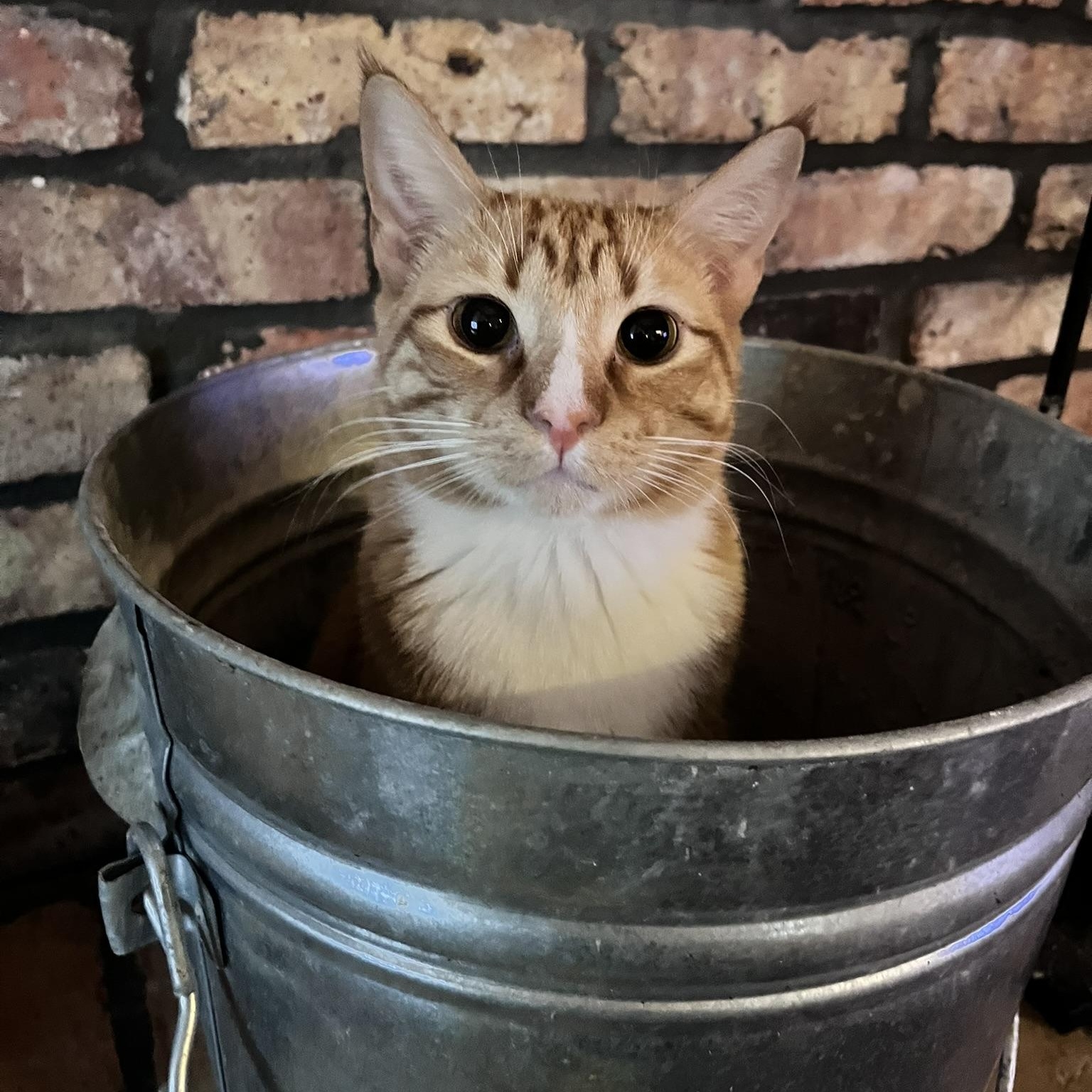 Enlarge FREDDY, a Adoptable Tabby in Flint, TX image 3/4