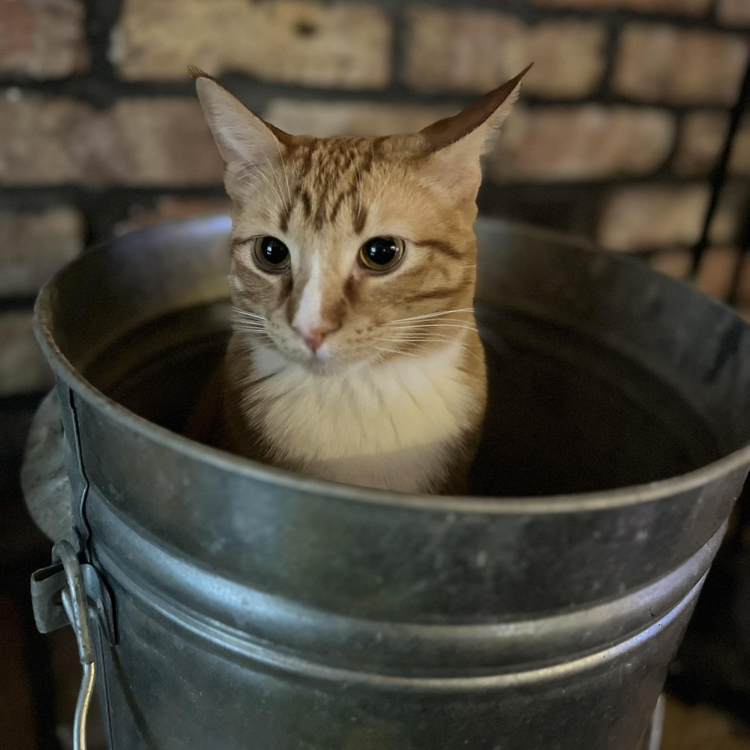 FREDDY, Adoptable, Young Male Tabby.