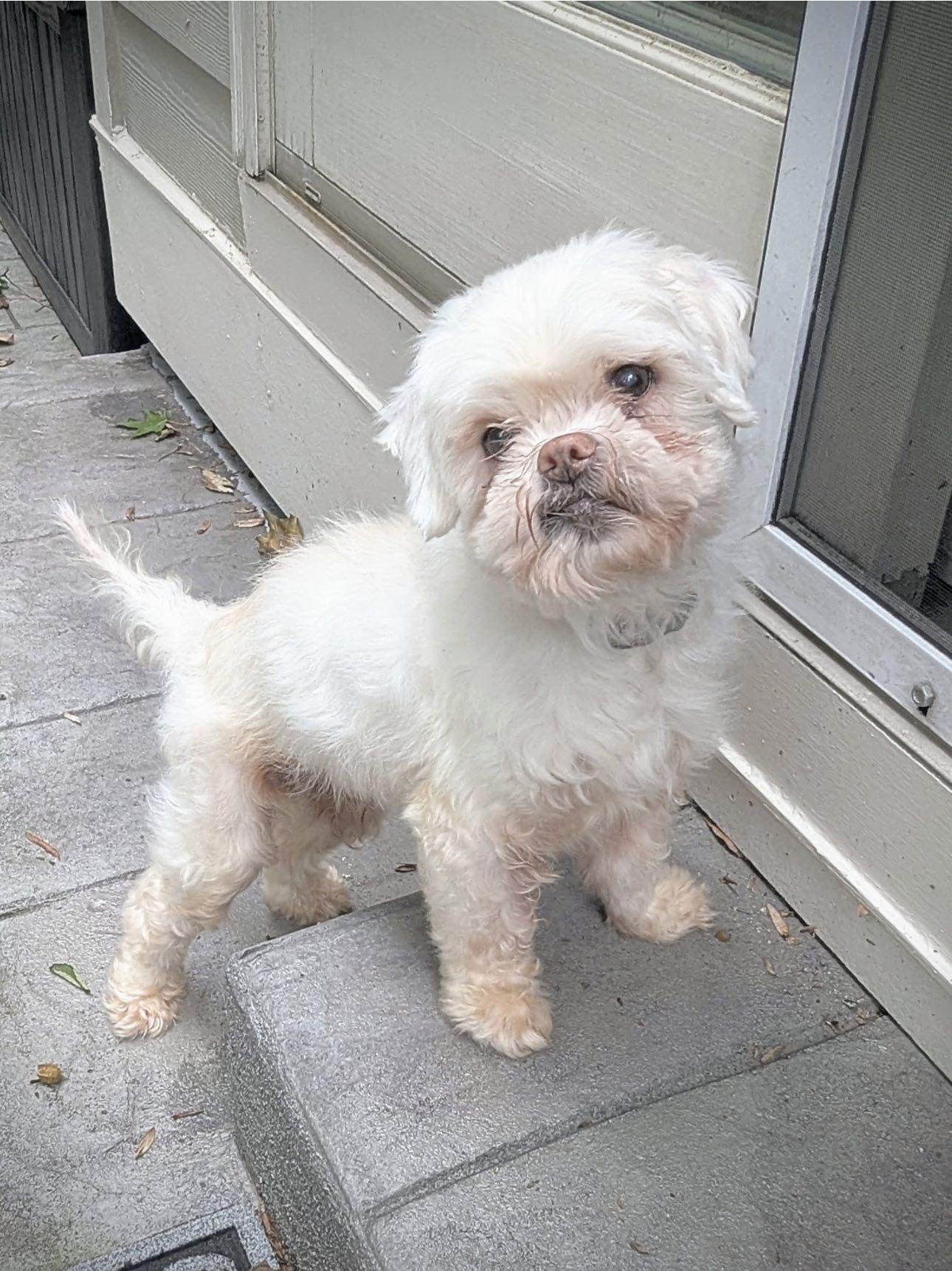 Tommy, a Adoptable Pekingese in Matthews, NC image 4/4