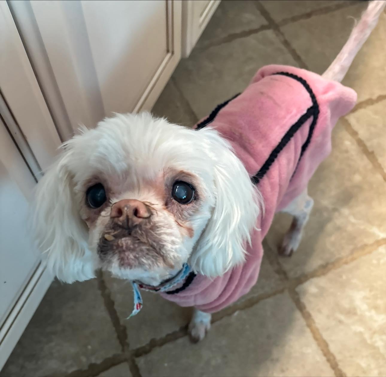 Tommy, a Adoptable Pekingese in Matthews, NC image 3/4
