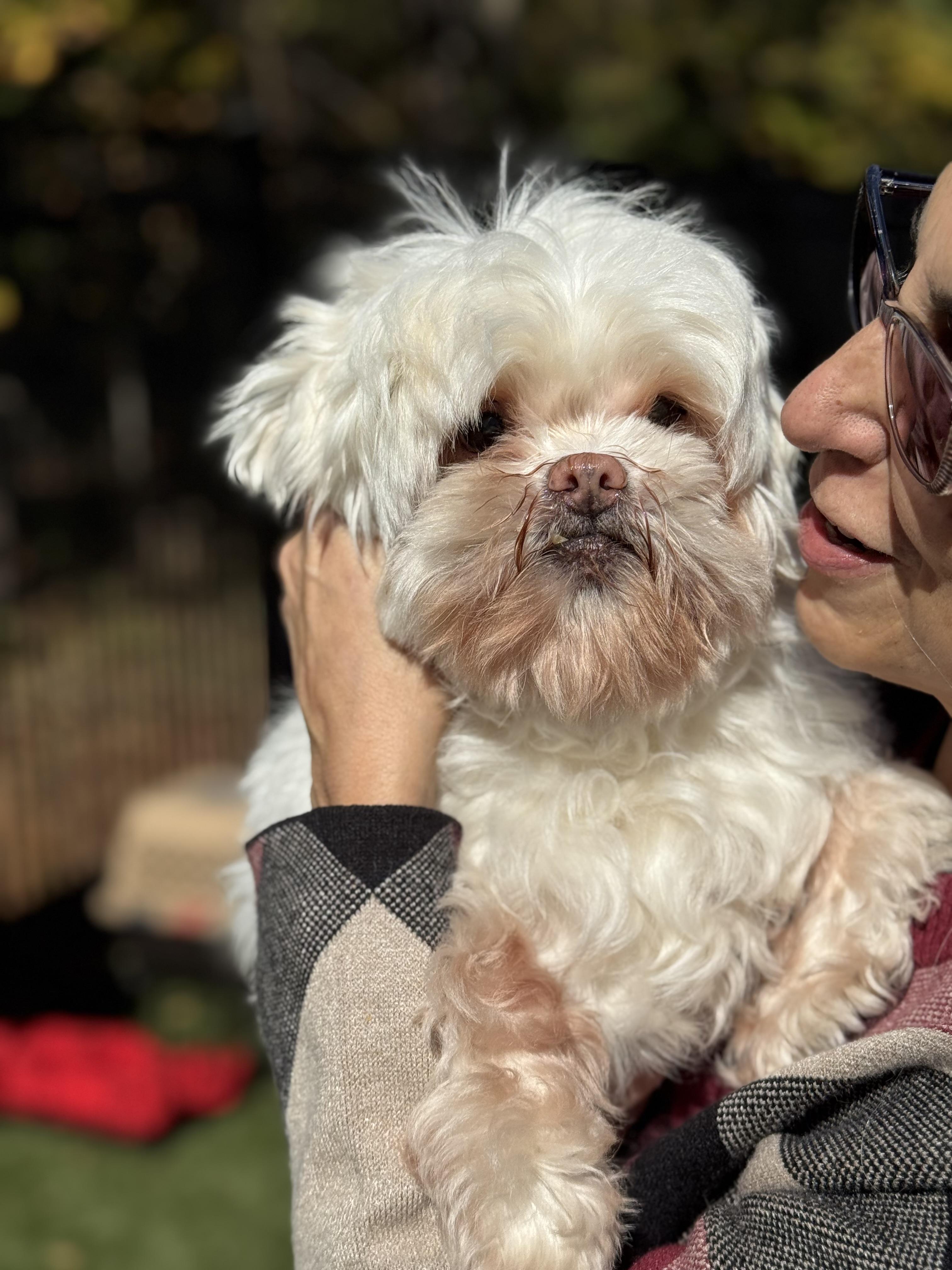Tommy, Adoptable, Senior Male Pekingese.