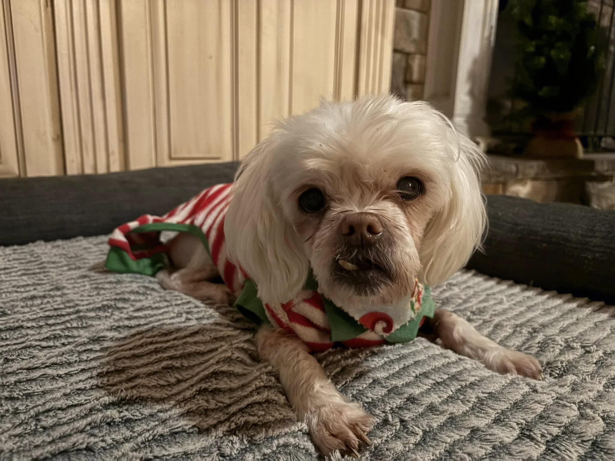 Tommy, an adoptable Pekingese in Matthews, NC, 28104 | Photo Image 3