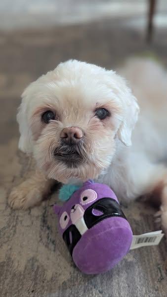 Tommy, a Adoptable Pekingese in Matthews, NC image 2/4