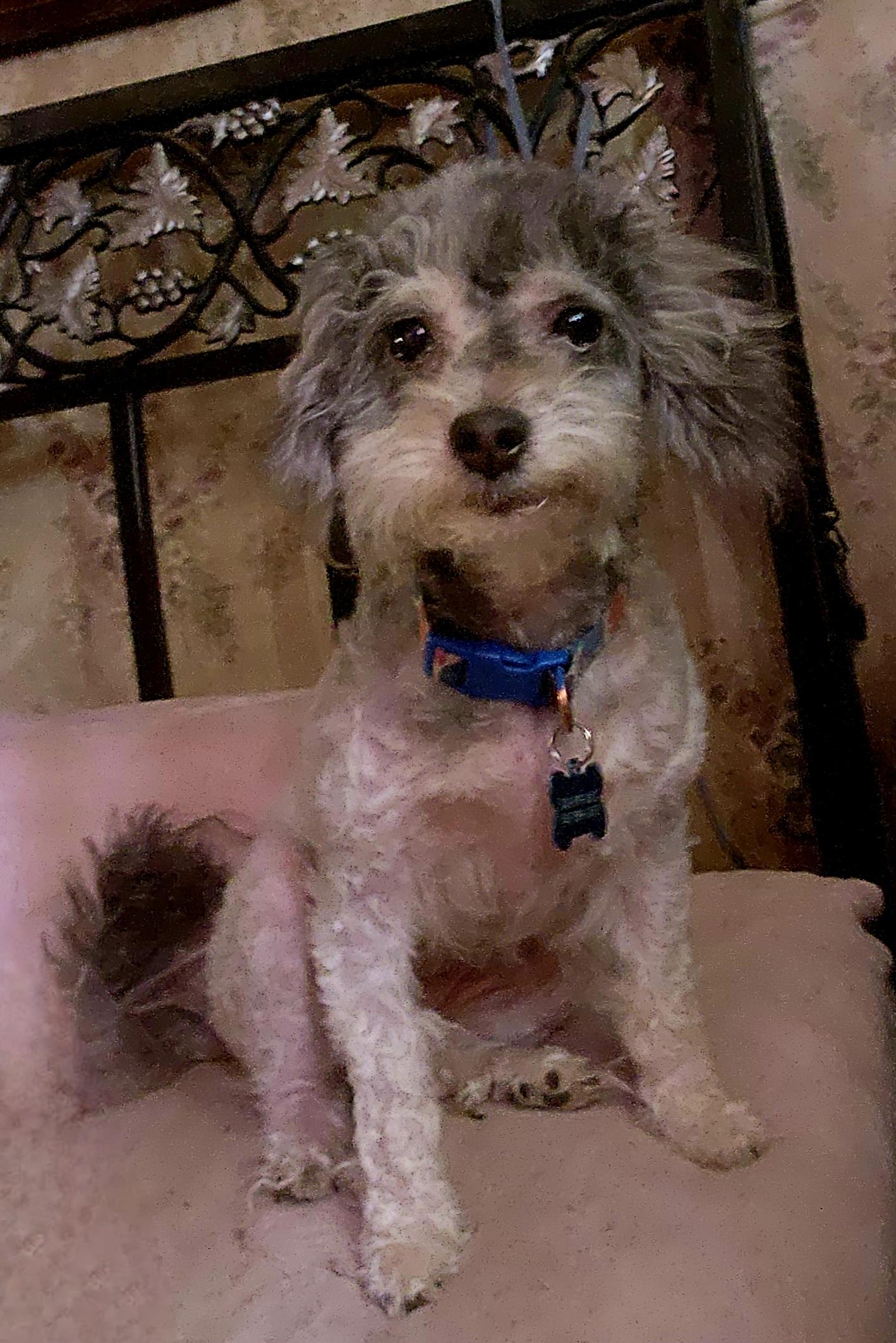 Lorna Mae, adopted, Adult Female Poodle.