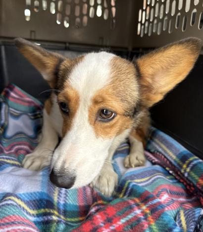 Enlarge Momma Marge (Simpson), a Adoptable Pembroke Welsh Corgi in Arlington, TX image 1/2