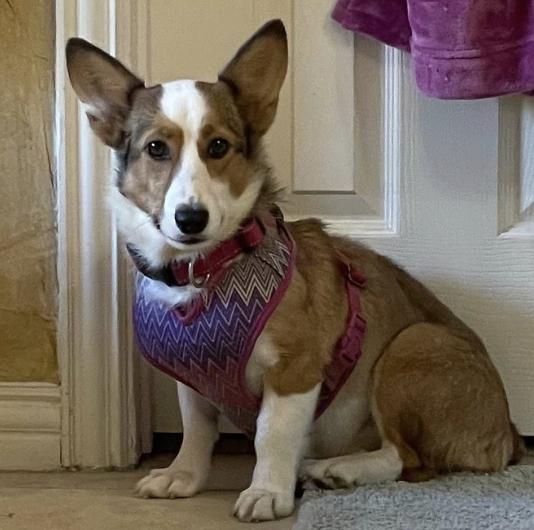 Enlarge Momma Marge (Simpson), a Adoptable Pembroke Welsh Corgi in Arlington, TX image 2/2