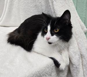 Enlarge Rex, a ADOPTABLE Domestic Long Hair in Bucyrus, OH image 1/3