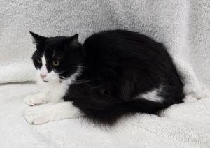 Enlarge Rex, a ADOPTABLE Domestic Long Hair in Bucyrus, OH image 2/3