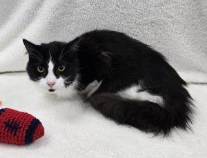 Enlarge Rex, a ADOPTABLE Domestic Long Hair in Bucyrus, OH image 3/3