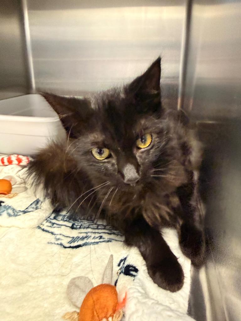 Cinnamon, Adoptable, Young Female Domestic Medium Hair.