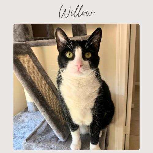 Enlarge WILLOW*, a Adoptable mixed breed in San Juan Capistrano, CA image 2/2