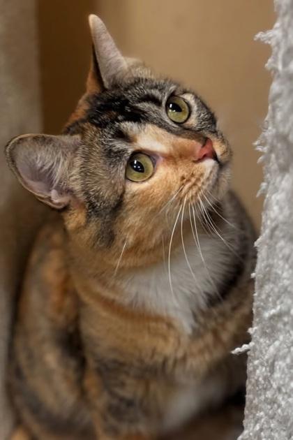 Enlarge Kokomi, a Adoptable mixed breed in Encinitas, CA image 1/3