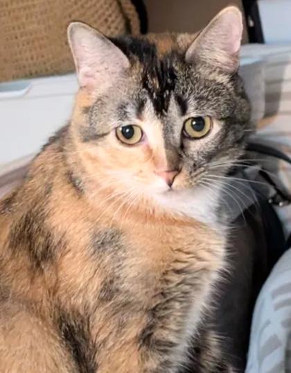 Enlarge Kokomi, a Adoptable mixed breed in Encinitas, CA image 2/3