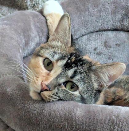 Kokomi, Adoptable, Young Female Domestic Short Hair & Domestic Short Hair.