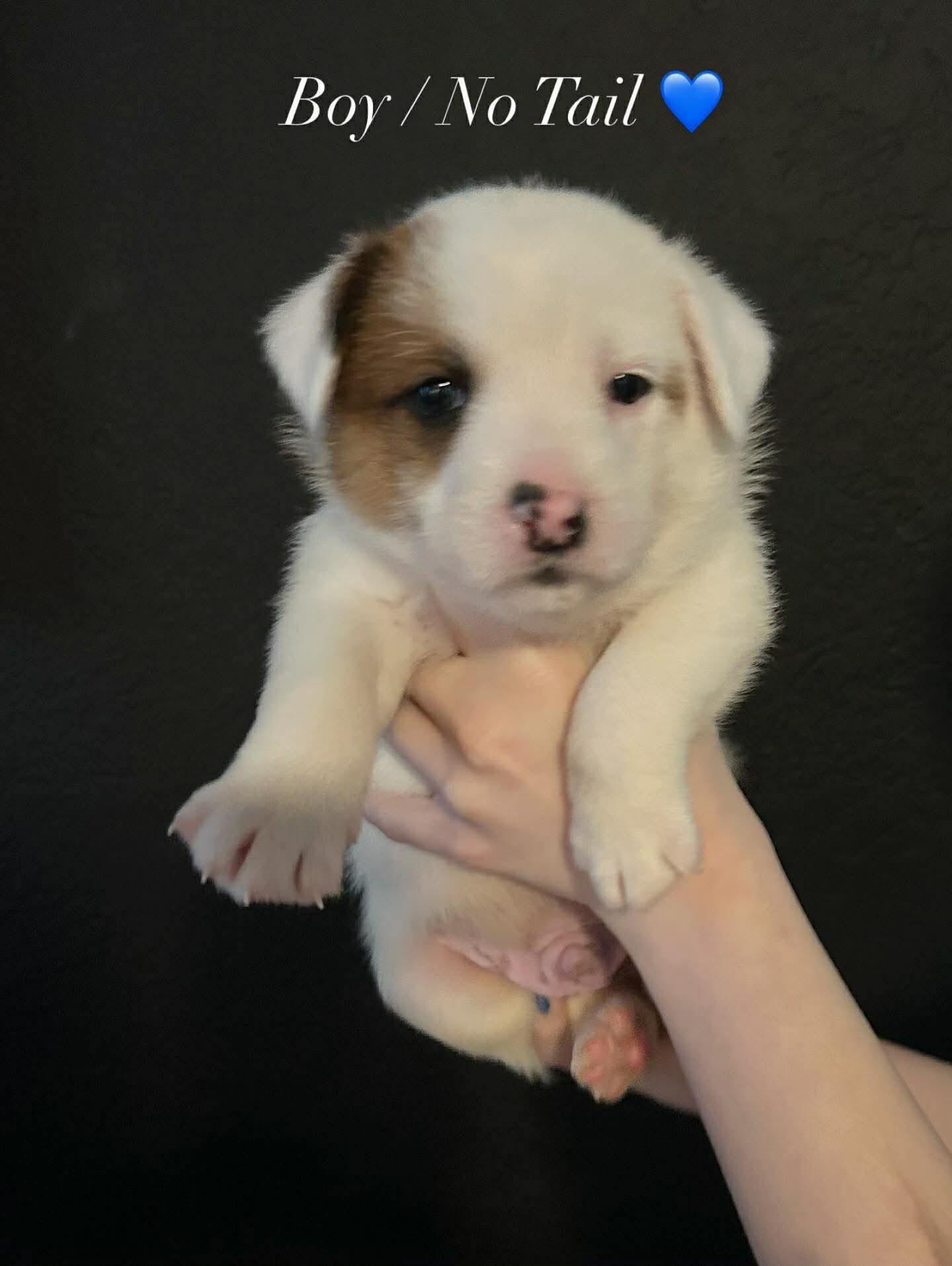 Enlarge Heeler/Aussie mix boy, an adopted mixed breed in Agua Dulce, CA image 1/1