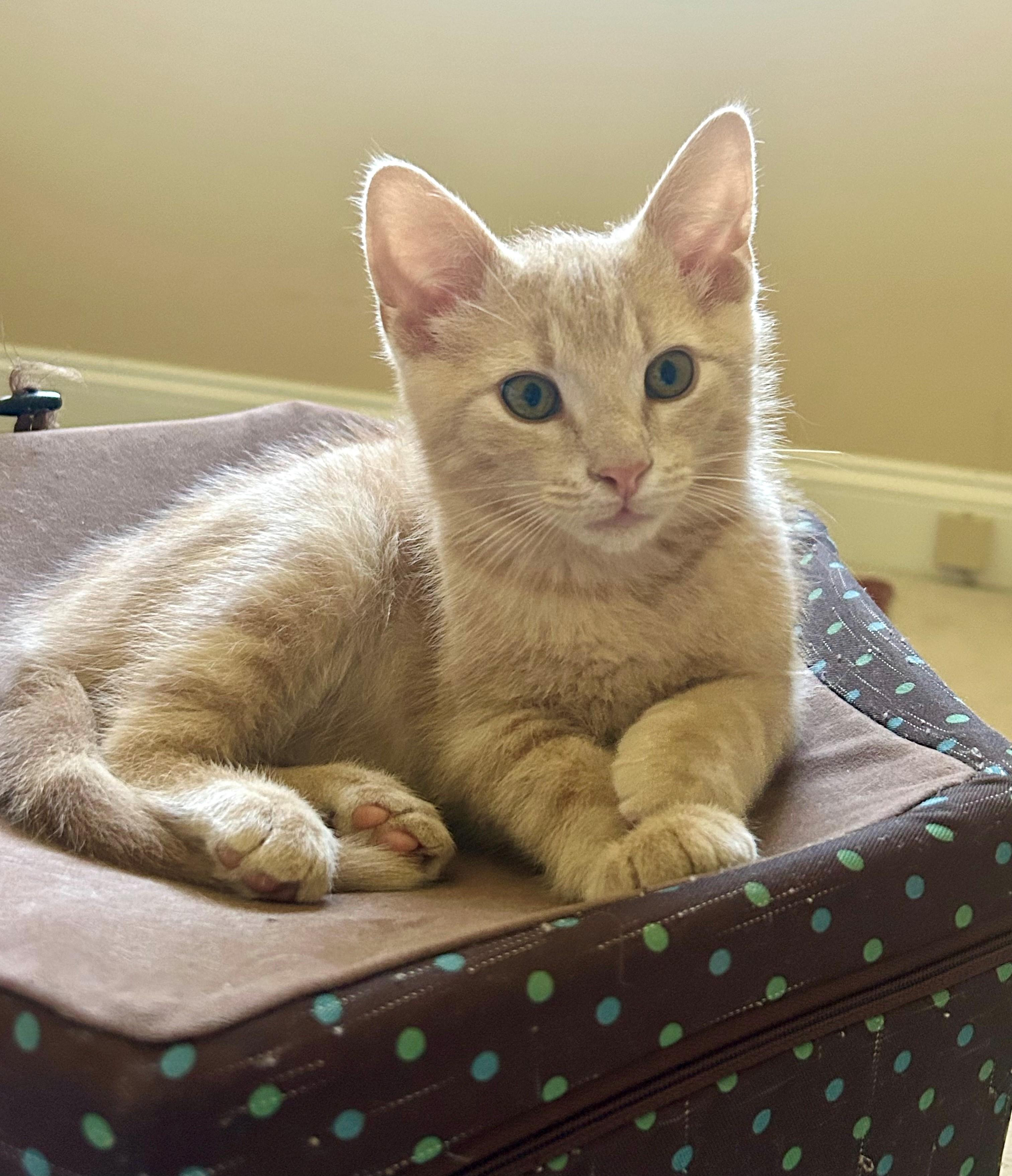 Enlarge KoKo, a ADOPTABLE Domestic Short Hair in Westfield, NJ image 4/6