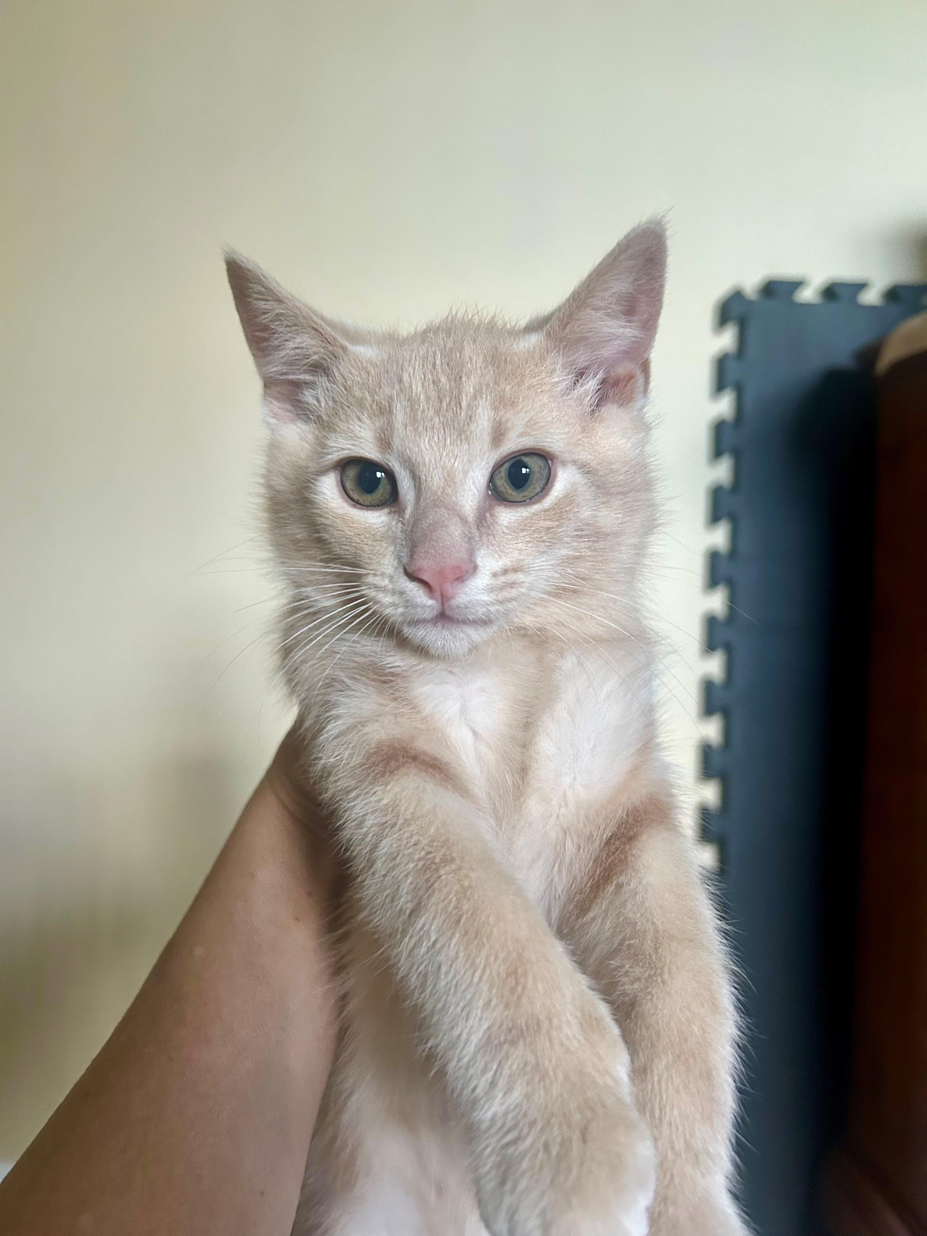 Enlarge KoKo, a ADOPTABLE Domestic Short Hair in Westfield, NJ image 2/6