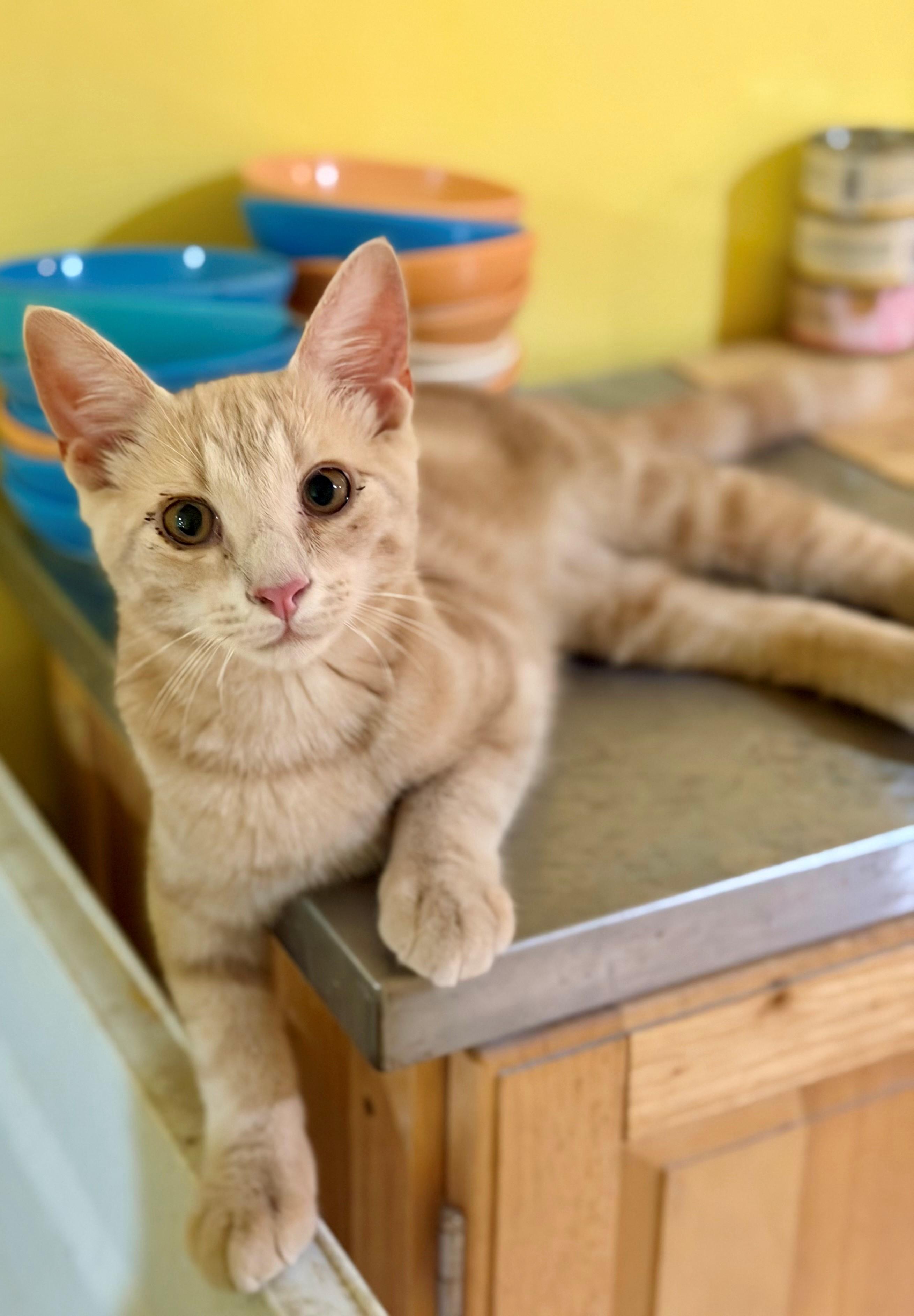 KoKo, ADOPTABLE, Kitten Male Domestic Short Hair.