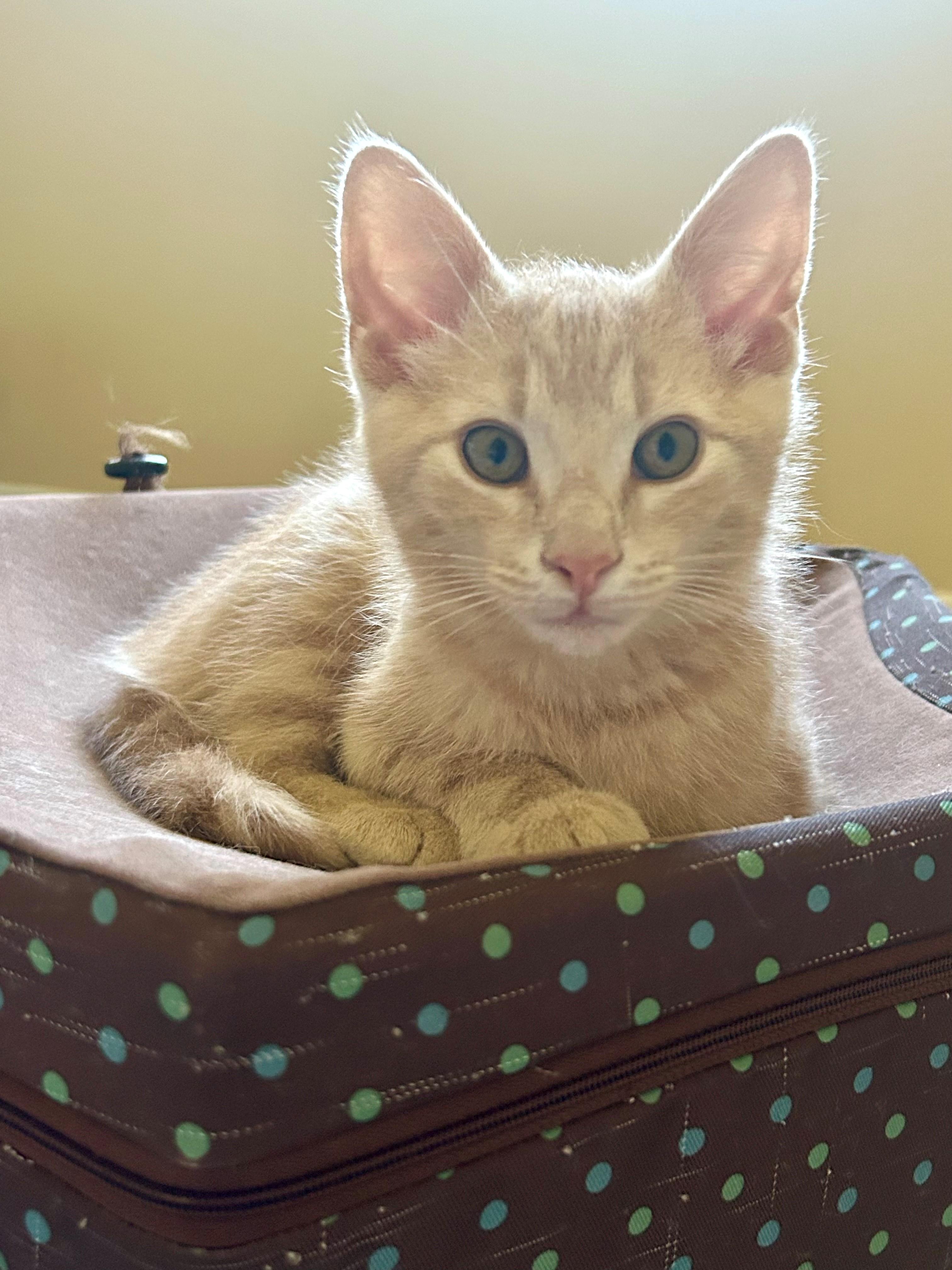 Enlarge KoKo, a ADOPTABLE Domestic Short Hair in Westfield, NJ image 5/6