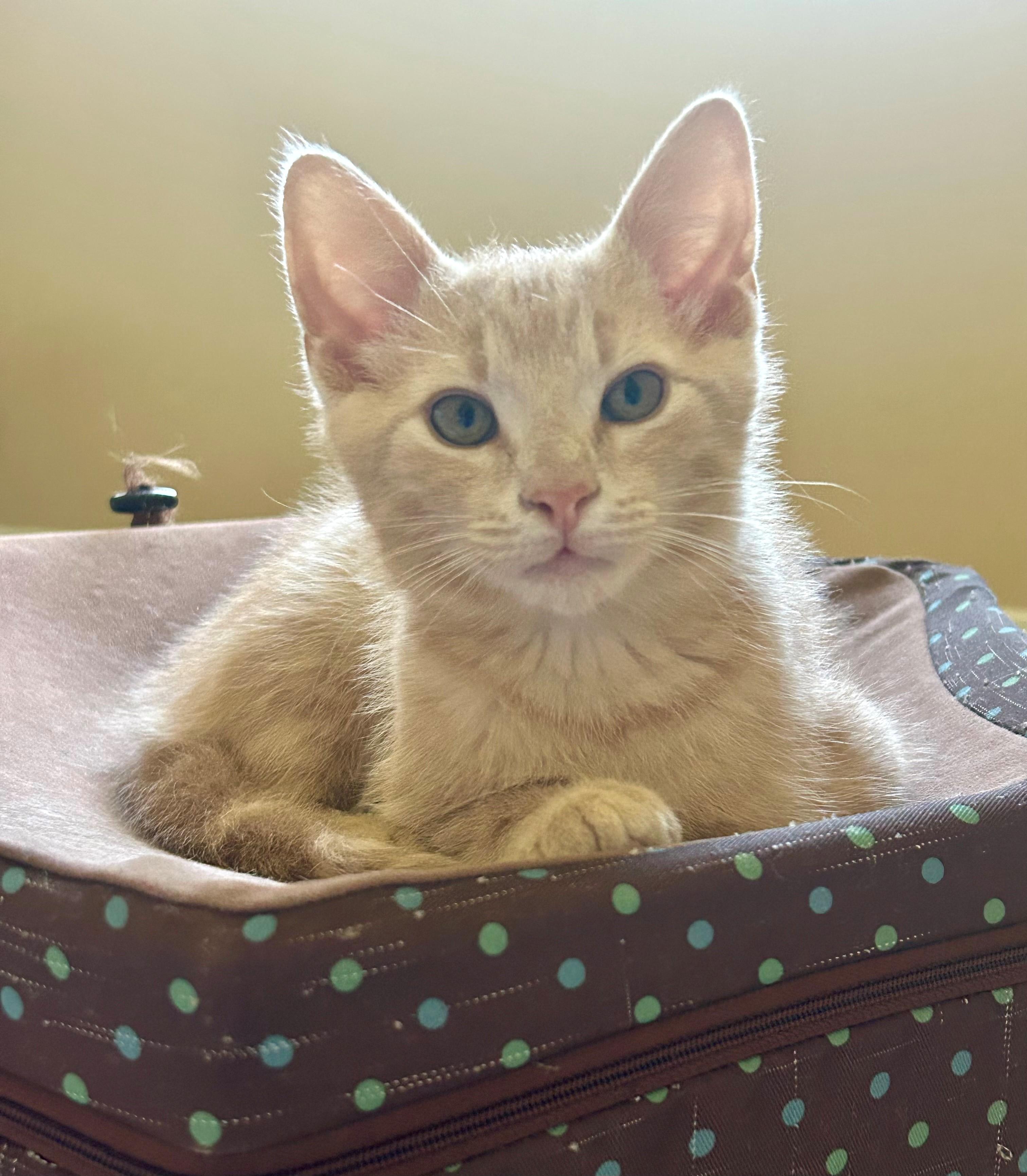 KoKo, ADOPTABLE, Kitten Male Domestic Short Hair.