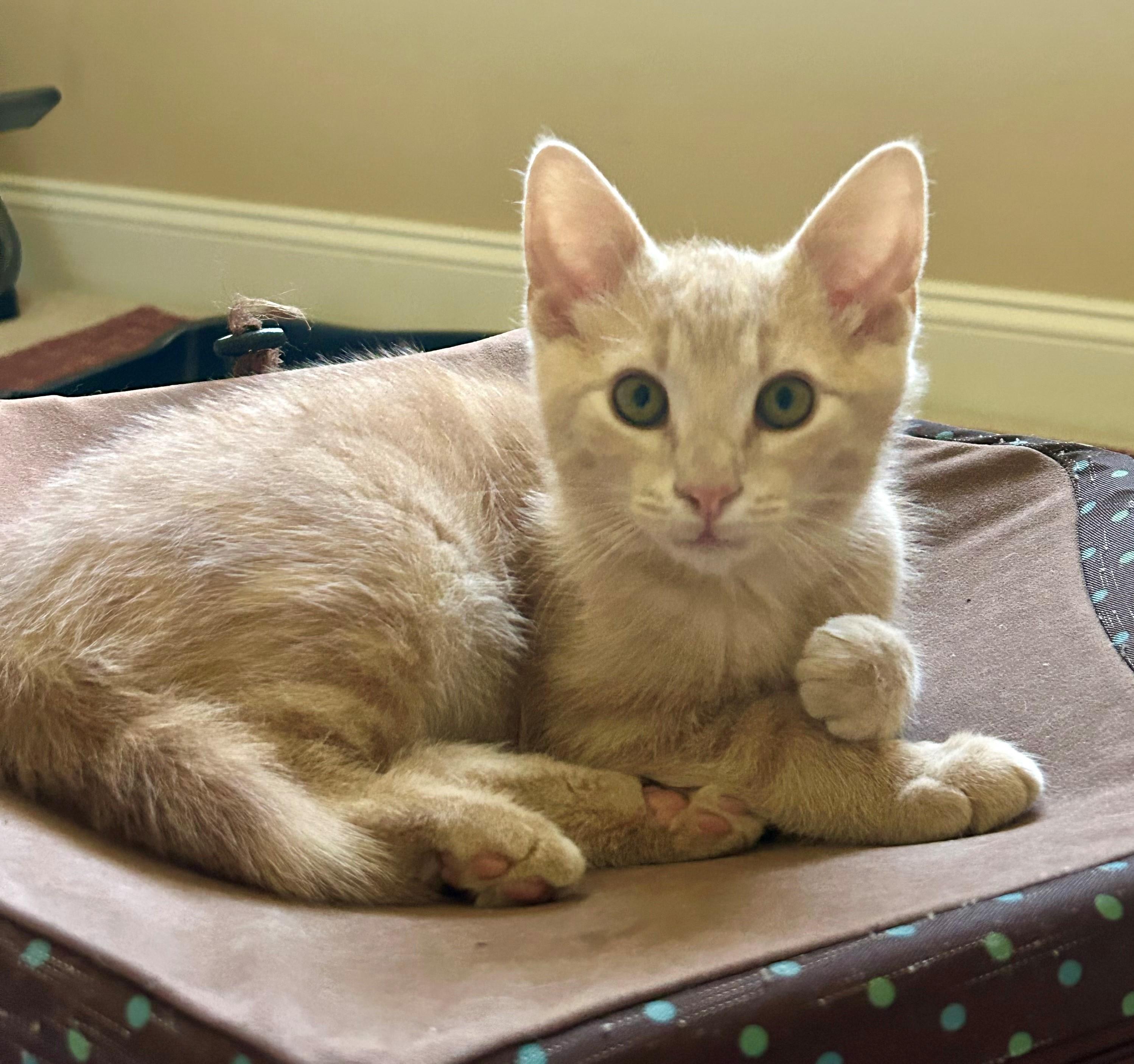 Enlarge KoKo, a ADOPTABLE Domestic Short Hair in Westfield, NJ image 3/6