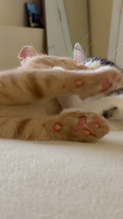 Enlarge KoKo, a ADOPTABLE Domestic Short Hair in Westfield, NJ video 6/6