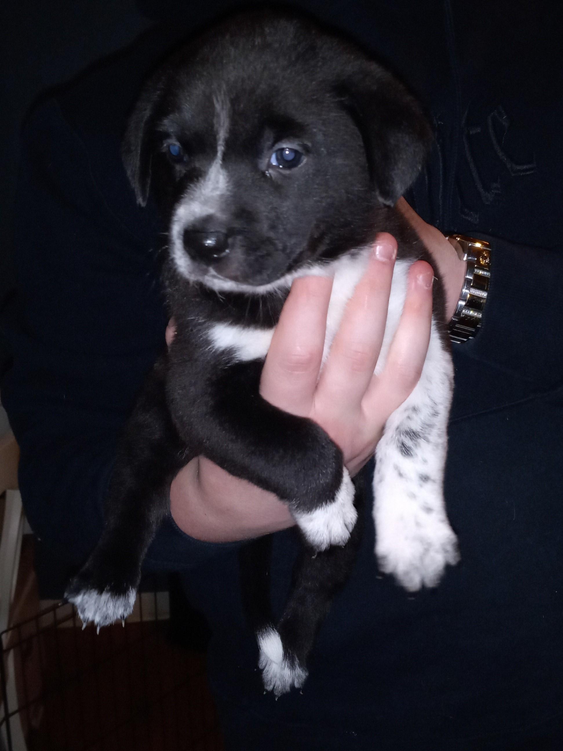 Janet, Adopted, Adult Female Australian Cattle Dog / Blue Heeler & Labrador Retriever.