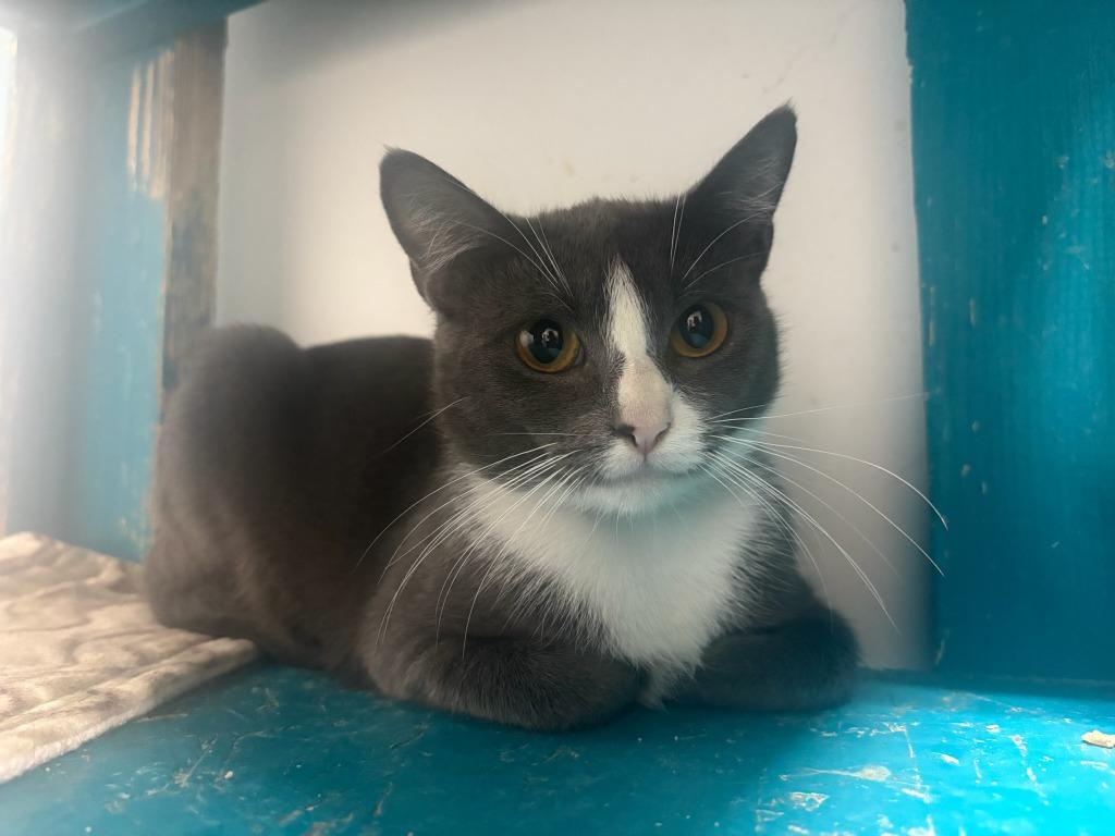 Melody, Adoptable, Adult Female Domestic Short Hair.