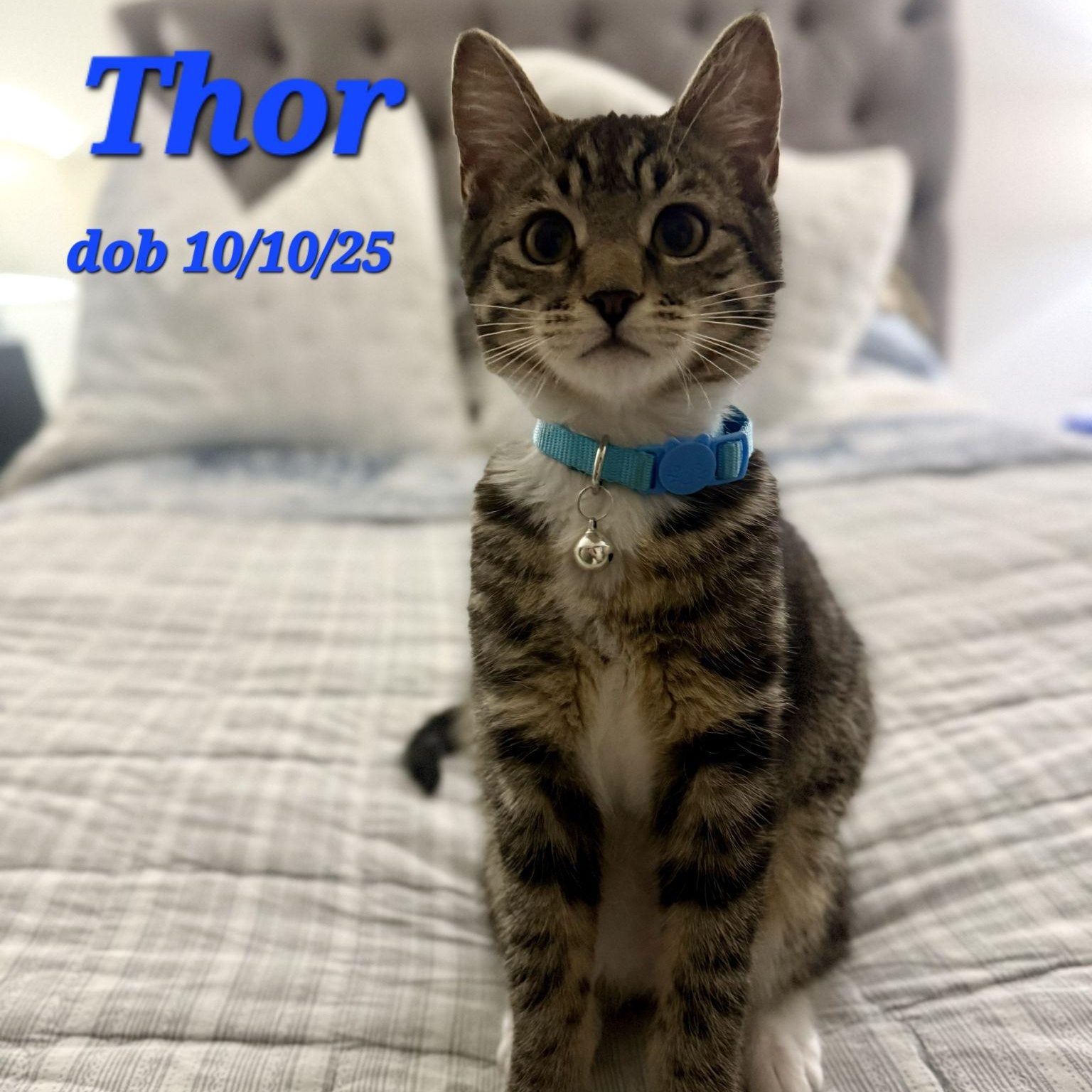 Thor, Adoptable, Young Male Domestic Short Hair.